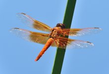 _ROY6825_00001.jpg
