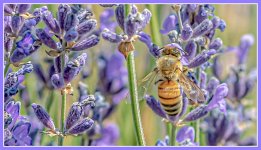 DSC_8696-Edit.jpg