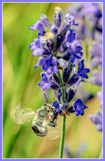 DSC_8639-Edit.jpg