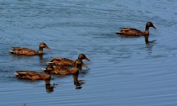ducks1.JPG