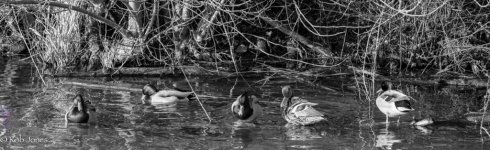 ducks in a row.jpg