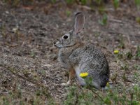 Bunny.jpg
