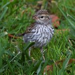 Sparrow5.jpg