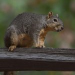 Squirrel2.jpg