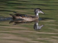 WoodDuck2.jpg
