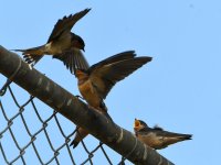 Swallow4.jpg