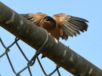Swallow6.jpg