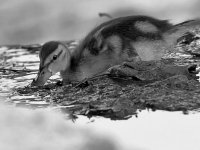 DucklingBW.jpg