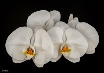 White Orchids.jpg