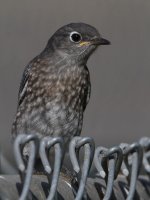 Bluebird5.jpg