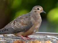 Dove.jpg