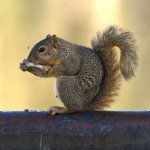 Squirrel.jpg