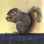 Squirrel2.jpg