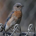 Blurbird10.jpg