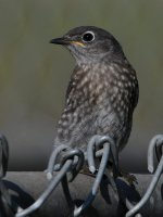 Blurbird13.jpg