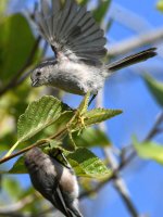 BushTit2.jpg