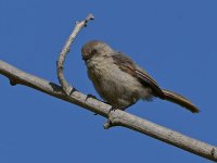 BushTit4.jpg