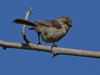 BushTit5.jpg