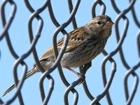 Finch.jpg