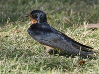 Swallow2.jpg