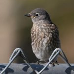 Blurbird9.jpg