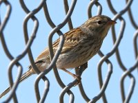 Finch2.jpg