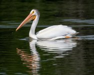 Pelican-530.jpg