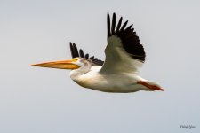 PelicanFlight-530.jpg