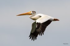 PelicanFlight-531.jpg