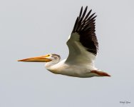 PelicanFlight-532.jpg