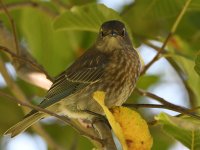Bluebird3.jpg