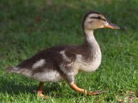 Duckling2.jpg