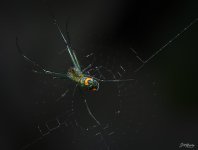 Orchard Orb Weaver Spider 1500.jpg