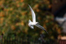 gull.jpg