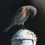 Bluebird2.jpg