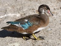 WoodDuck5.jpg