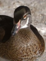 WoodDuck2.jpg
