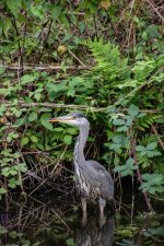 GreyHeron.jpg