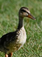 Duckling3.jpg