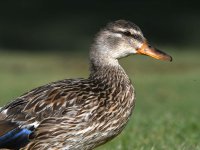 Mallard.jpg