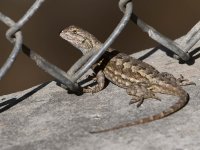 Lizard.jpg