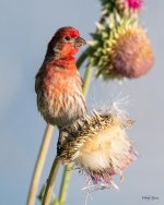 HouseFinch-551.jpg