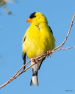 Goldfinch-551.jpg