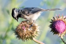 Chickadee-551.jpg
