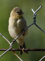 GoldFinch.jpg