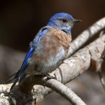 Bluebird5.jpg