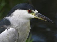 BCNH6.jpg