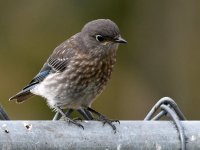 Bluebird.jpg