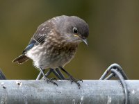 Bluebird2.jpg