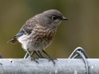 Bluebird3.jpg